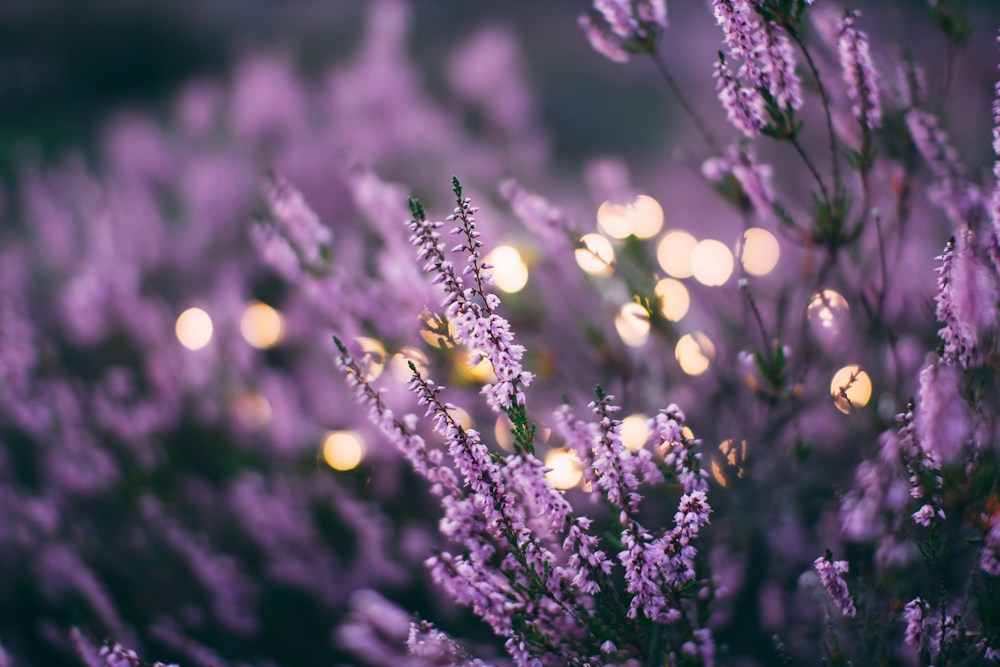 Lavanda: história, aroma e cuidados ao escolher produtos botânicos